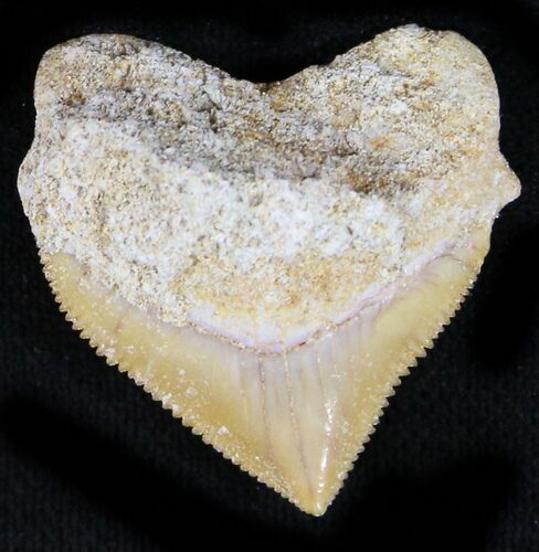 Nice Squalicorax (Crow Shark) Fossil Tooth #23499